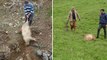 Hakkari Yüksekova'da koyun sürüsüne kurt saldırdı: 50 koyun telef olurken 20'ye yakın koyun kayboldu