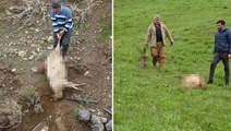 Hakkari Yüksekova'da koyun sürüsüne kurt saldırdı: 50 koyun telef olurken 20'ye yakın koyun kayboldu