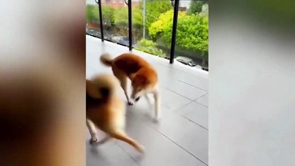 Ready to laugh  Funniest Animals Video - Best Cats  and Dogs Videos