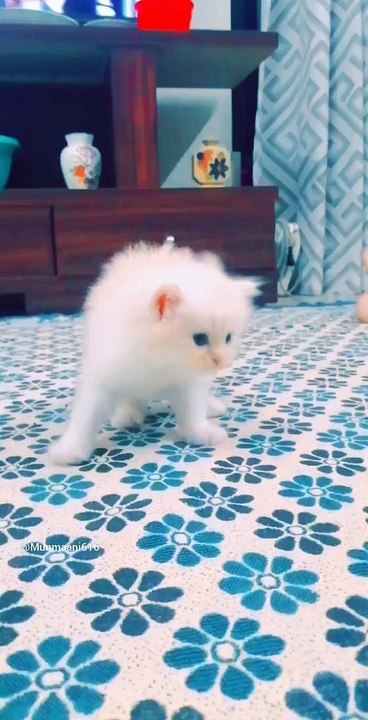 Cute kitten  #lovepets #cute #viral #trending #shorts #trendingshorts #cats #kids #kitten