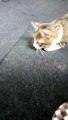 A Cute Tabby Cat Stalks Toy and Attacks(15)