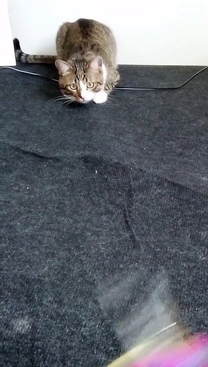 A Cute Tabby Cat Stalks and Attacks (2)