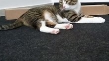 A Cute Tabby Cat with White Paws (1)