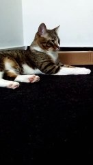 A Cute Tabby Cat with White Paws (3)