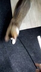 A Cute Tabby Cat with White Paws (14)