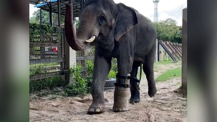 Asian elephant who lost leg to snare gets fitted with new prosthetic