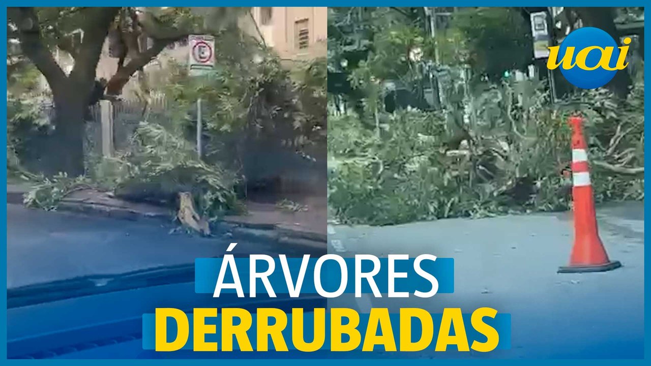 Forte tempestade atinge BH e derruba árvores