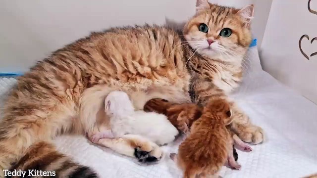 2nd day after birth Tiny kittens grow by leaps and bounds