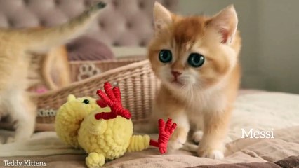 8 minutes from the life of Funny Kittens