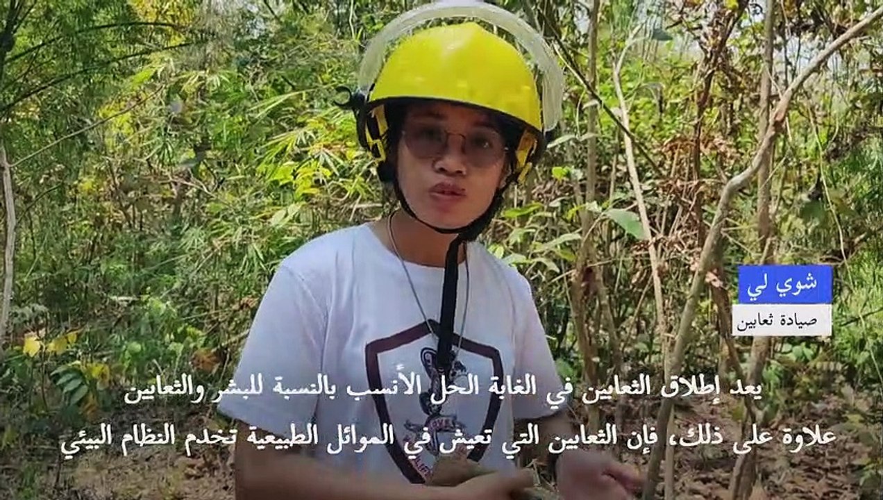 "أميرة الثعابين" في بورما تنقذ السكان من الأفاعي وتعيد إليها حريتها