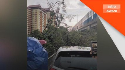 Detik cemas kenderaan enam individu dihempap pokok