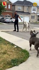 Black dog VS  White dog