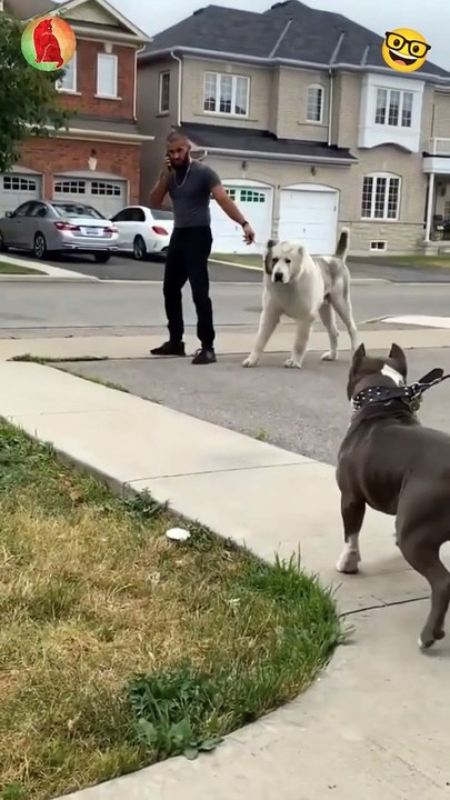 Black dog VS  White dog