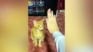 Best Funny Animal Videos Of The 2023  - Funniest Cats And Dogs Videos #funnycat #cat