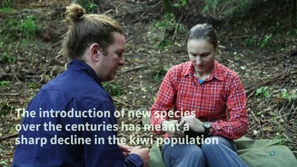 New Zealand fights to save its flightless national bird