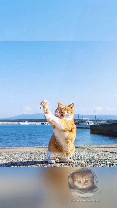 Funny Cute Animal 2023  Funny Cats and Lovely Dogs  | Funny Pets Videos #30