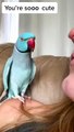 Talking Parrot Interacts Adorably With Owner