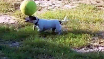 Vídeo hilário: dificilmente você vai encontrar um cãozinho mais craque do que esse