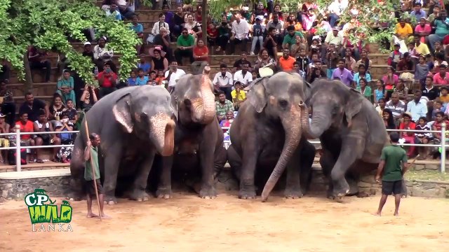 Elephants Dance At Dehiwala National Zoo (Sri Lanka)
