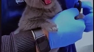 Do not make me angry | Cats and Dogs #cats #catstiktok #catvideos #catlover #shorts #funny #cat #youtubeshorts