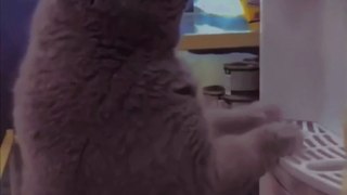 Look what am I doing | #cats #catstiktok #catvideos #catlover #shorts  #funny #cat #youtubeshorts #dog #dogs #doglovers #doglover #catlover #catlovers #lover #lovers