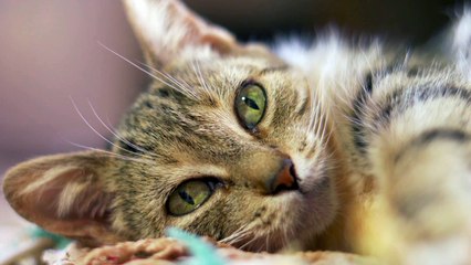 Cat_ video_ funny video animal video