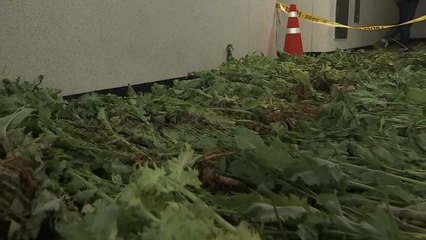 '마약용 양귀비' 단 한 포기 재배도 불법 / YTN