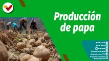 Cultivando Patria | Impulso de la producción nacional de semillas de papa