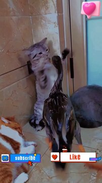 What are you looking | Dogs and Cats #cats #catstiktok #catvideos #catlover #shorts #funny #cat #youtubeshorts, #dog #dogs #doglovers #doglover #catlover #catlovers #lover #lovers