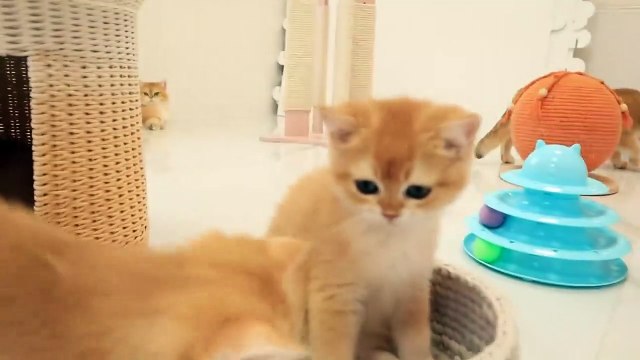 12 weeks after birth _ Curious and cute kittens from Bassy and Akai