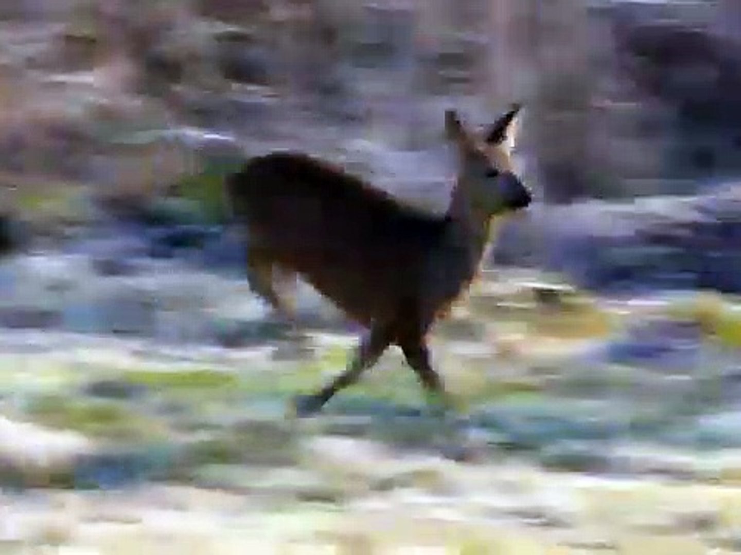 ⁣Running Deer.