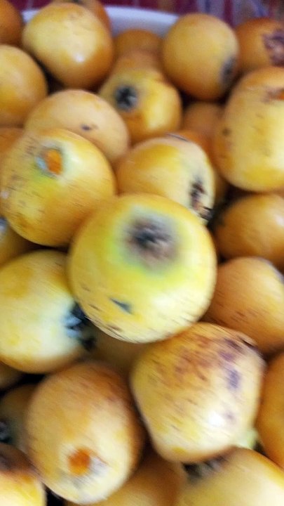 Loquat Fruit Season | Yummy Loquat Fruit