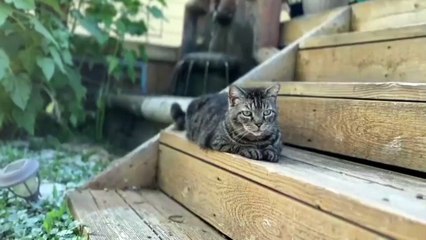 Amazing cats | beautiful pets