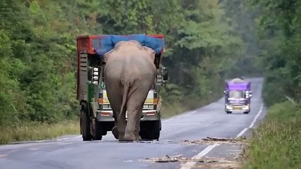 Hungry Elephant Stop Sugarcane Truck.