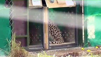 जल्द ही प्रदेश में गूंज सकती है चीतों की दहाड़