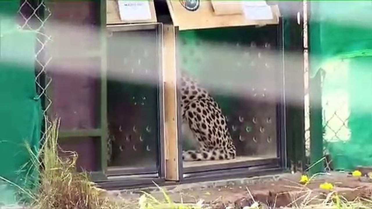 जल्द ही प्रदेश में गूंज सकती है चीतों की दहाड़