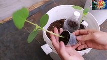 Best Idea To Growing  cucumbers in paint buckets At Home