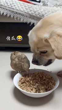 Chick Eating Dog Food | Dog Angry On Chick | Dogs Funny Moments | Animals Funny Moments | Cute Pets