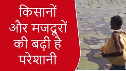 कटिहार: बदले मौसम के रंगत से किसान विवश, धूप का कहर जारी, देखे रिपोर्ट