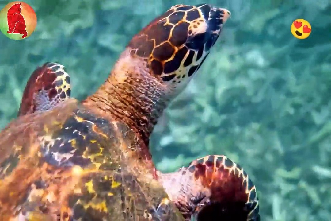 Animals 12K mix clips Part-2