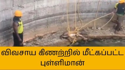 தி.மலை: விவசாயக் கிணற்றில் தவறி விழுந்த புள்ளிமான் மீட்பு!