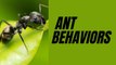 Ant Behaviors II Ant Social Behaviors