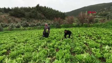 GAZİANTEP'TE, ÜRETİCİNİN MARULU TARLADA KALDI