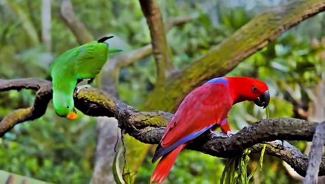 Vibrant and Majestic: Exploring the Beauty of Australian Parrots in High Definition Natural Beauty