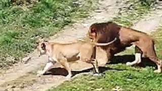 Two lions fight for lioness _shorts _ _wildlife(720P_HD)