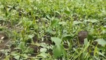 सिवनी मालवा: बारिश-ओलावृष्टि से टूटी किसानों की कमर,फसलों को हुआ भारी नुकसान
