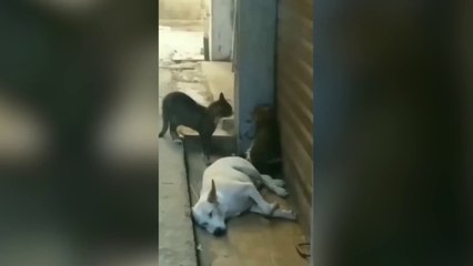 Hilarious Cats & Dogs Compilation 🐶😺 | Try Not To Laugh Challenge