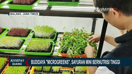 Ayo Coba 'Microgreens', Sayuran Mini Bernutrisi Tinggi!