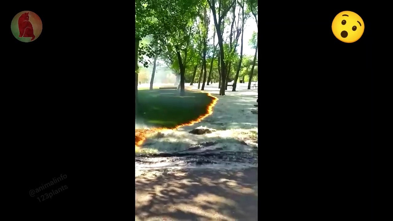 Amazing Nature , Flood of Fire Mud