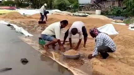 పెద్దపల్లి: జిల్లాలో అకాల వర్షం.. తడిసి ముద్దయిన ధాన్యం..!